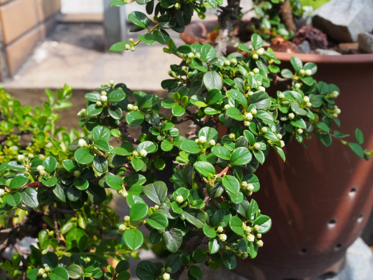 春季·阳光·植物·栒子开花