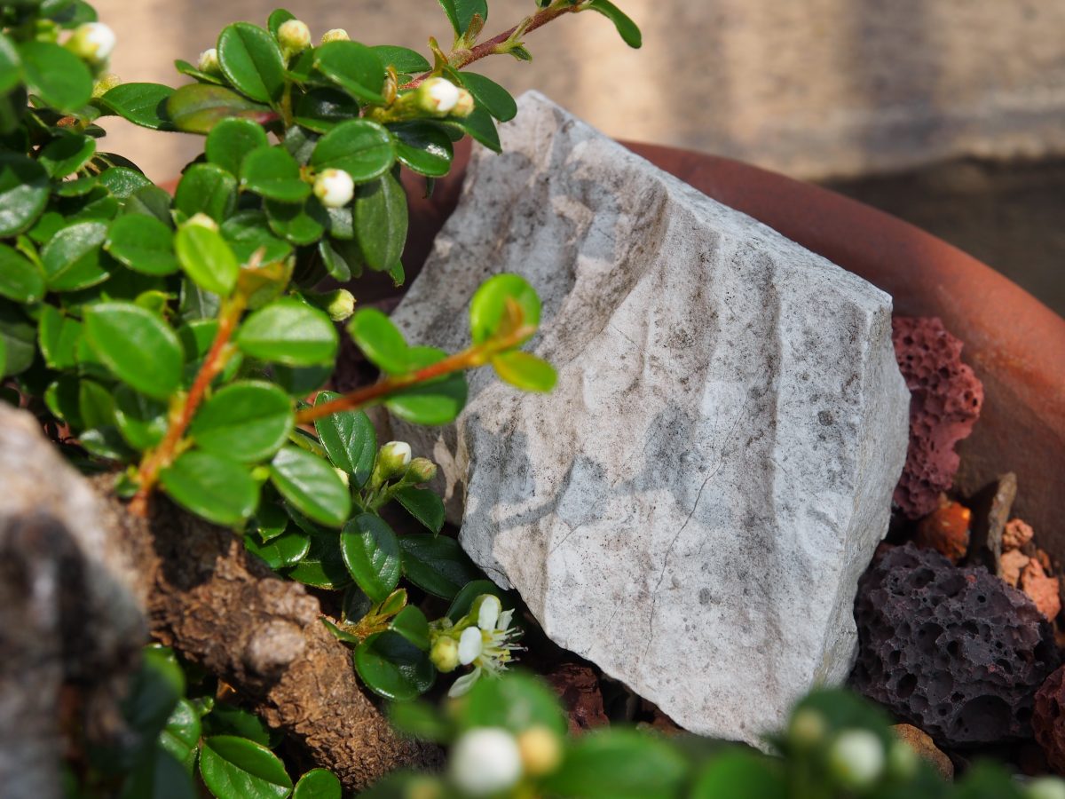 春季·阳光·植物·栒子·岩石