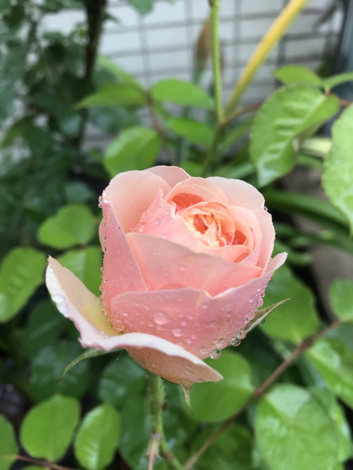春季·暴雨·月季花