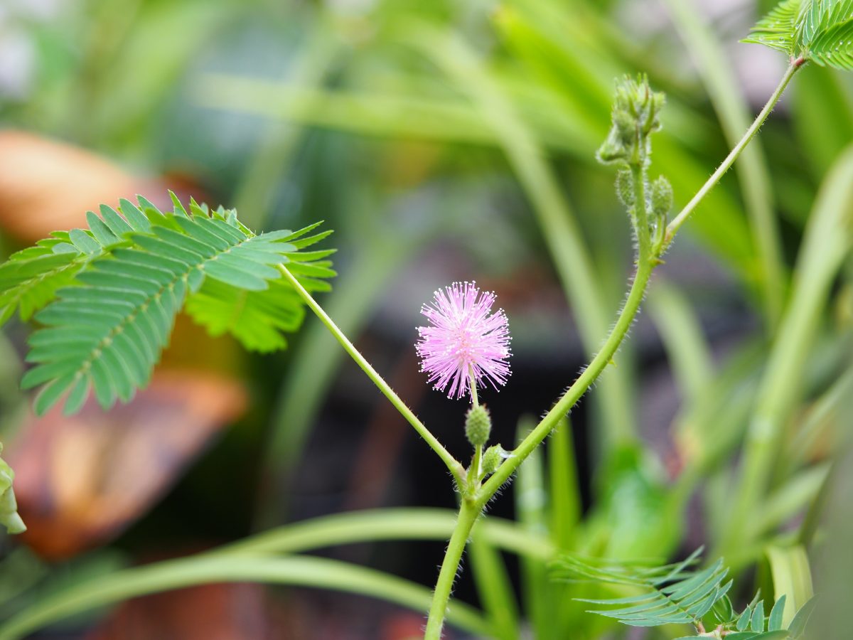 雨天·植物·含羞草·花朵