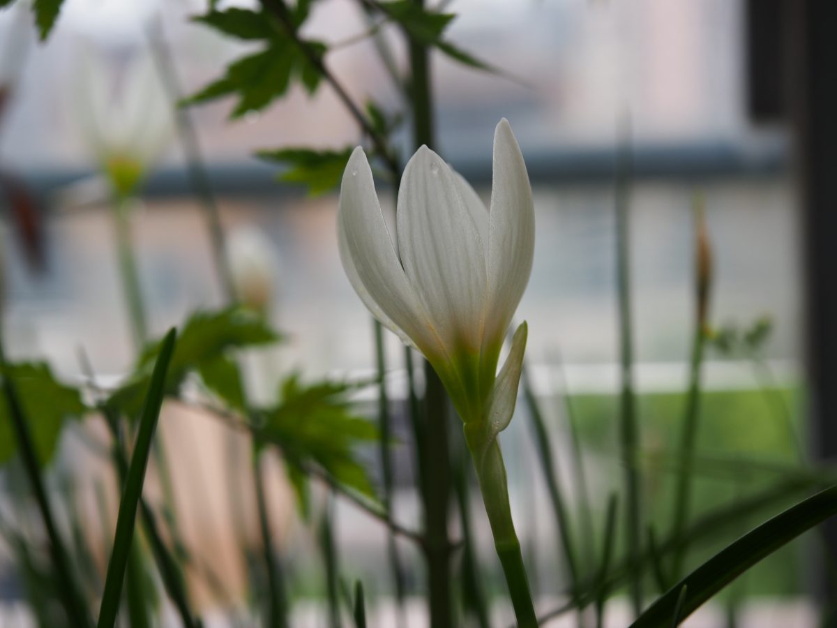 植物·葱莲·花朵