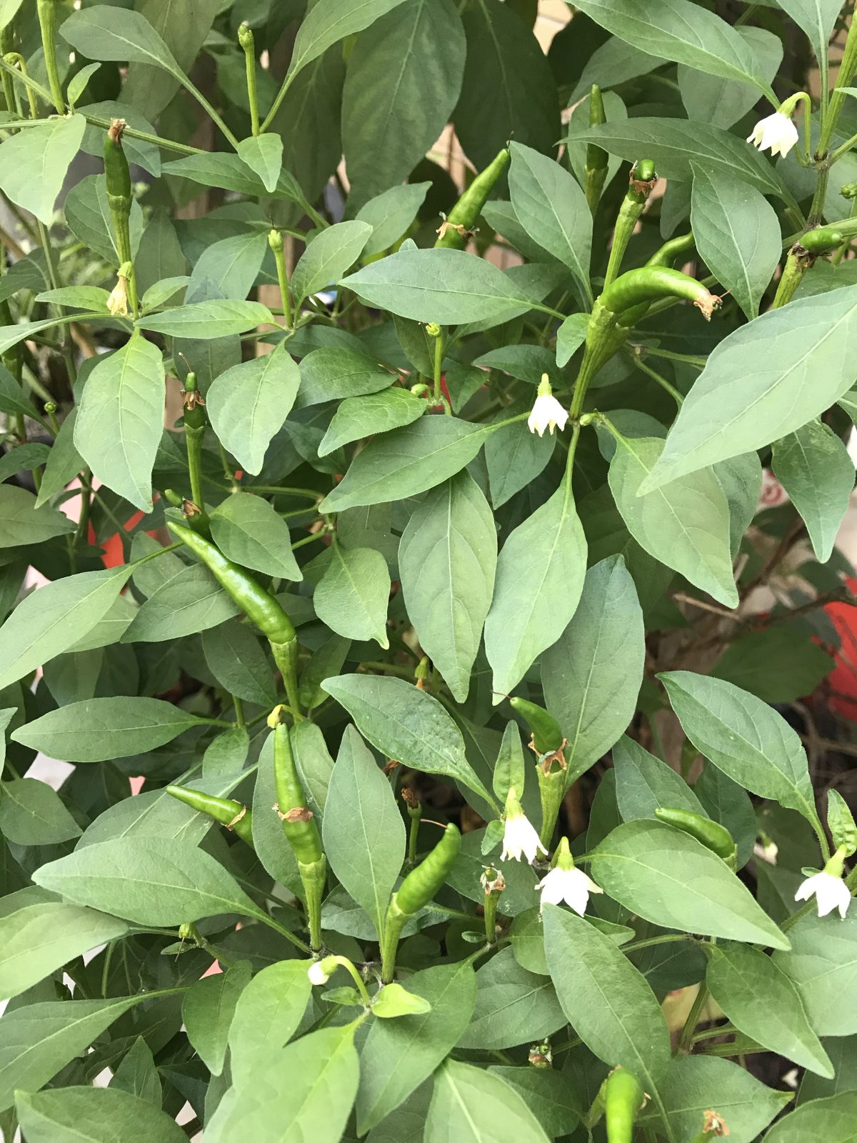 秋季·植物·辣椒