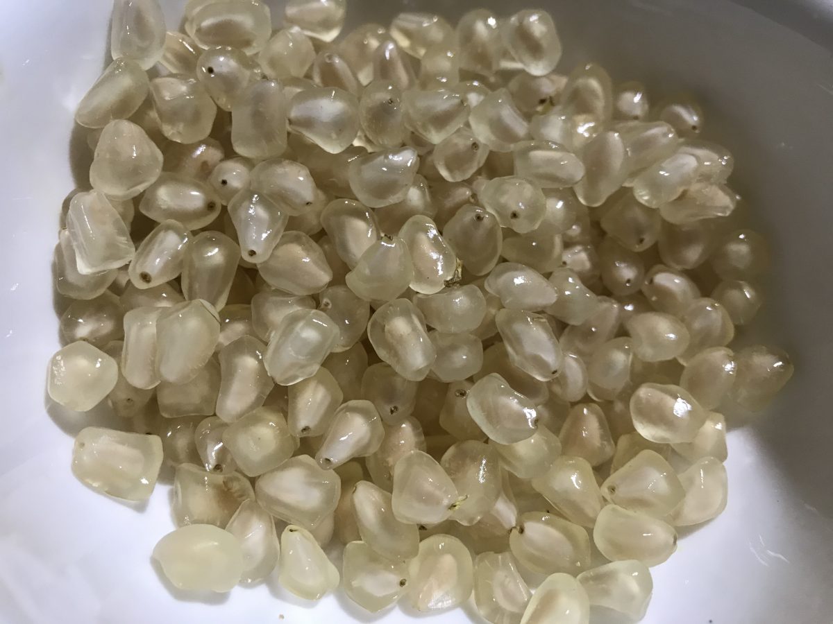 水果·石榴籽