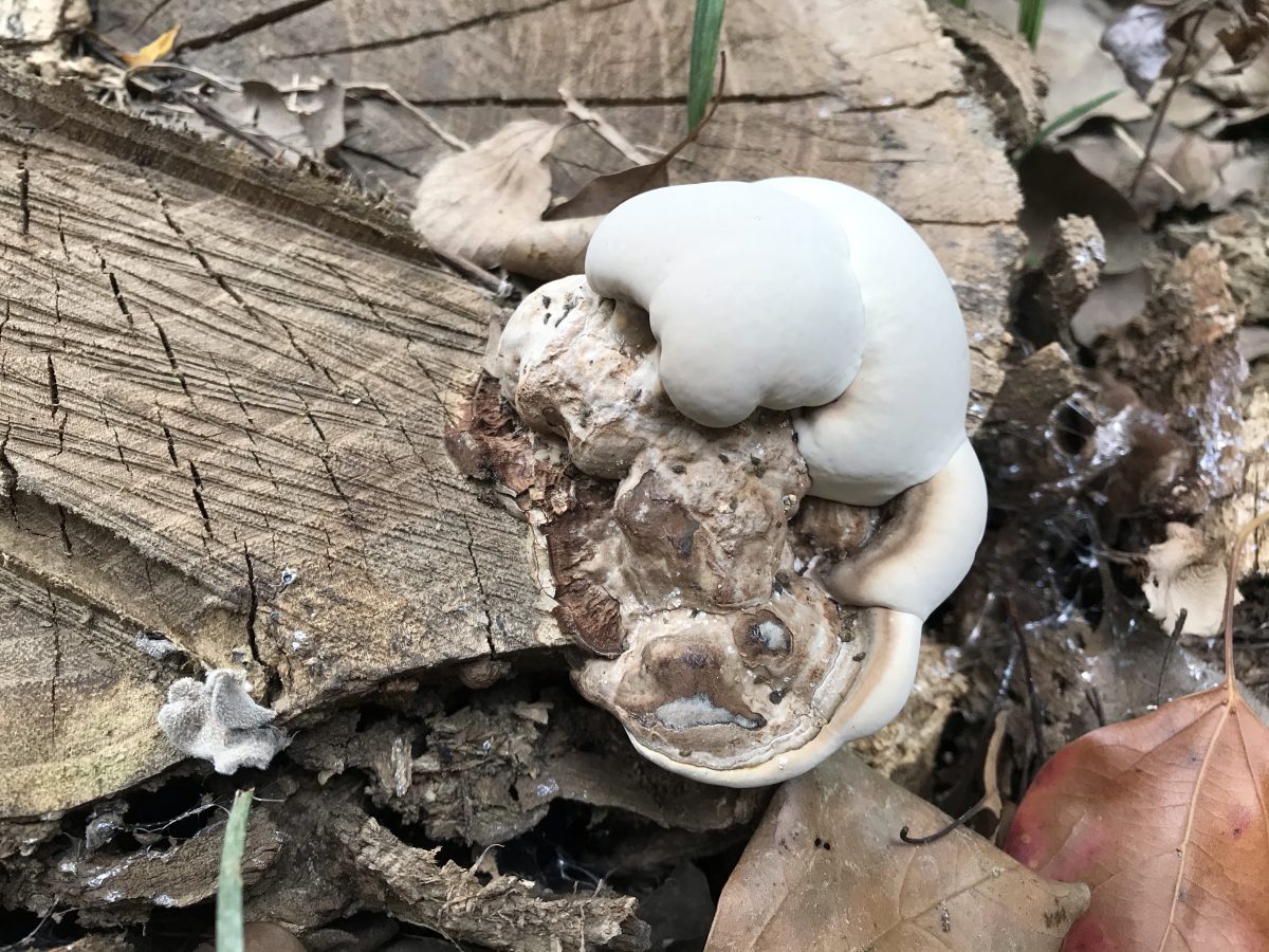 秋季·菌类植物·树舍
