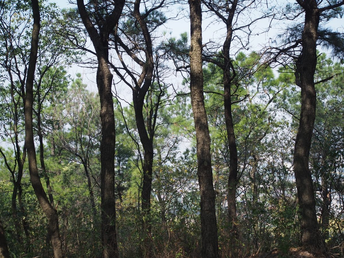 舜过山·植物·松林