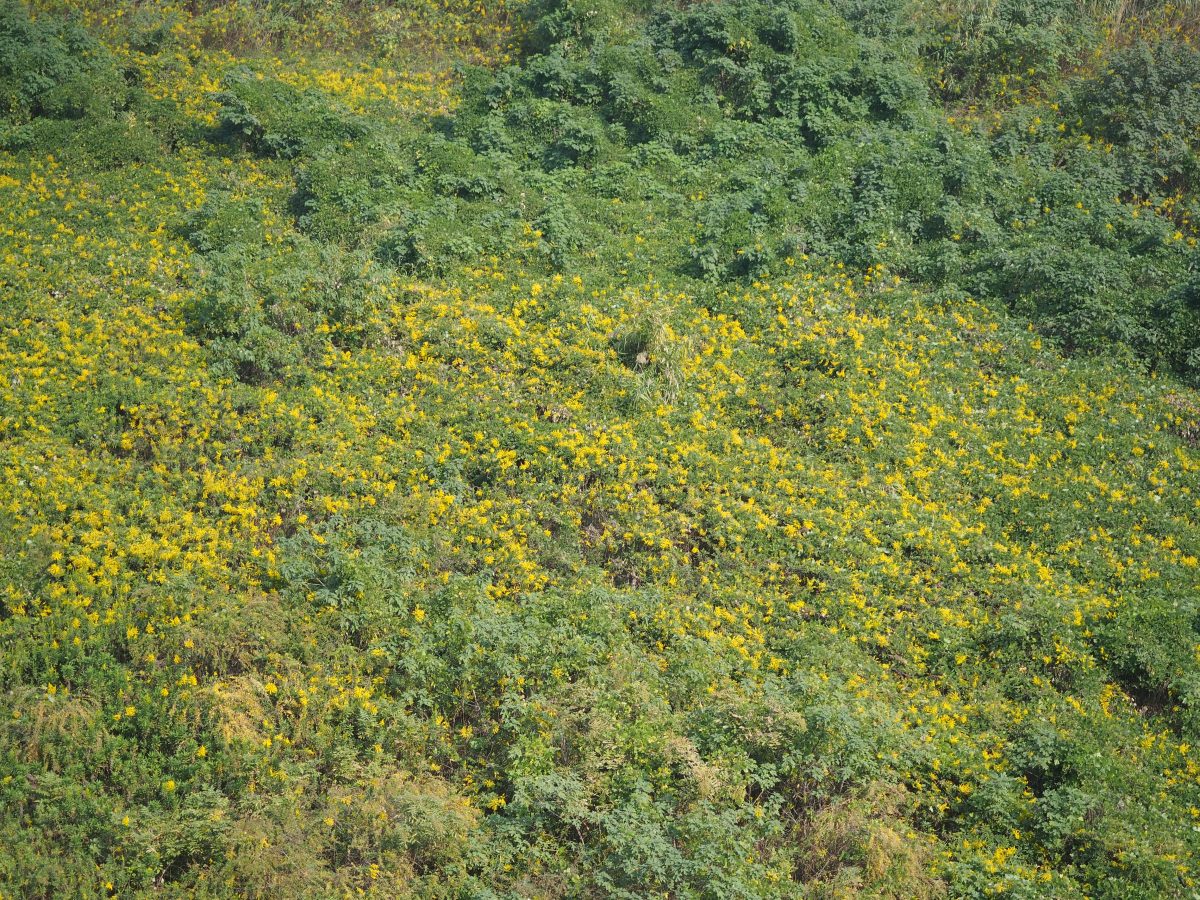 加拿大·一枝黄花