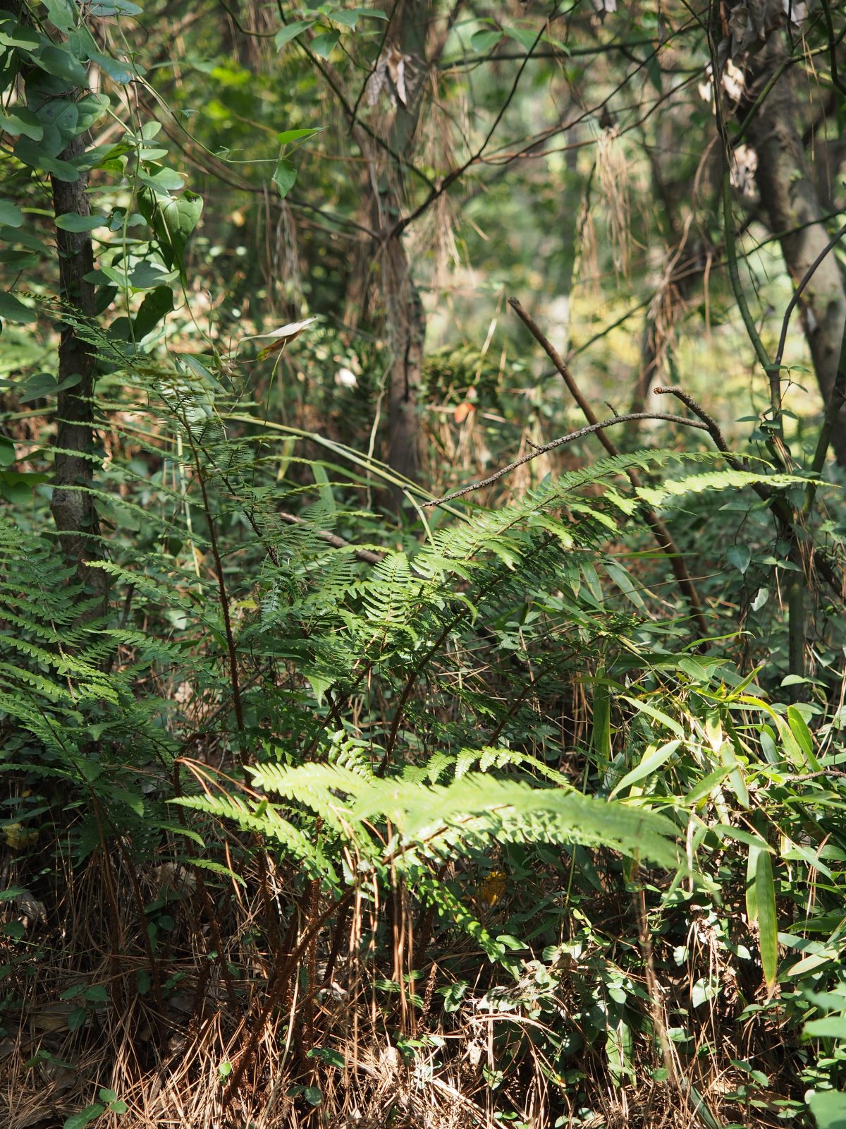舜过山·植物·蕨类