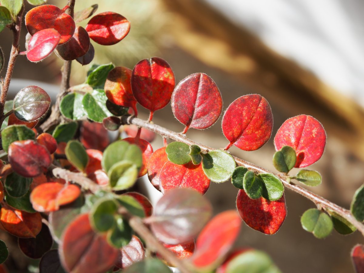 冬季·阳光·灌木植物·栒子·叶片