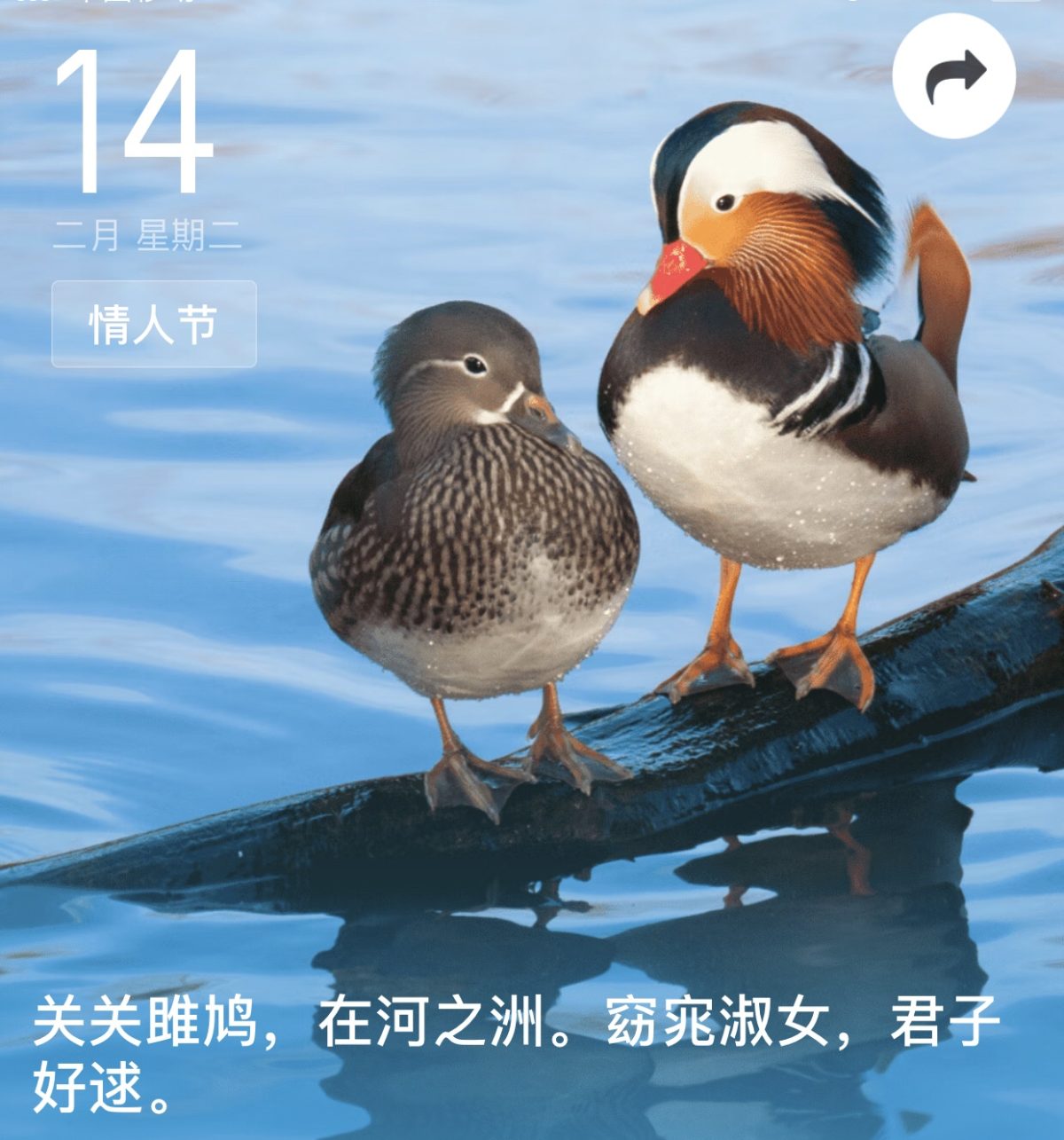 关关雎鸠，在河之洲·水禽·鸳鸯