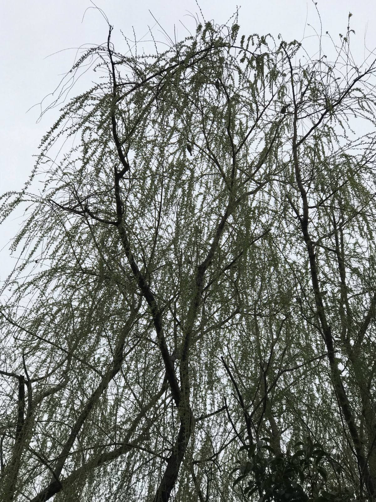 春天·柳树·垂柳