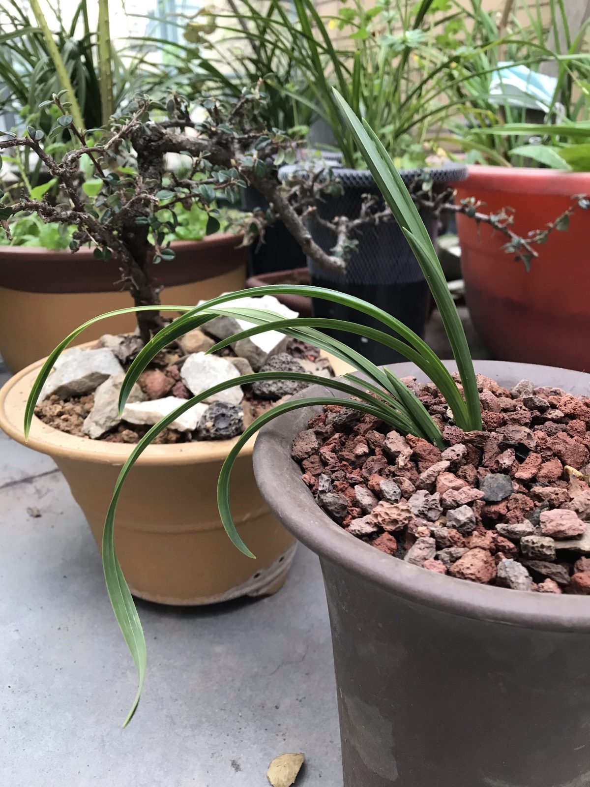 植物·兰花·盆栽·春兰·绿云