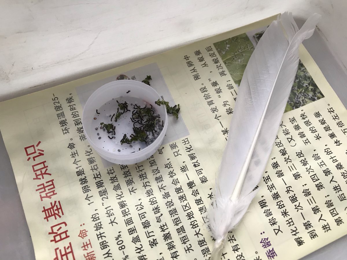春季·蚕宝宝