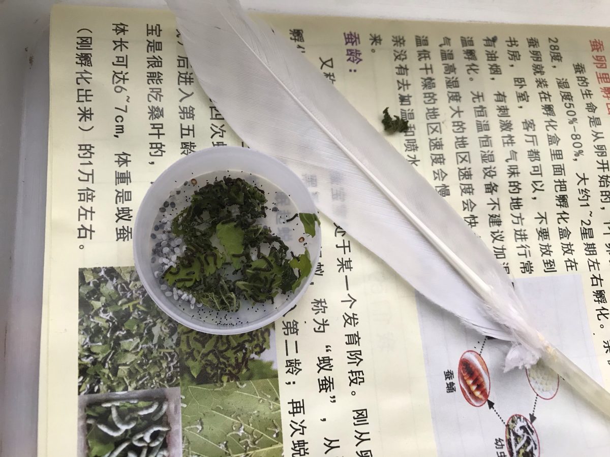 春天·蚕宝宝·羽毛