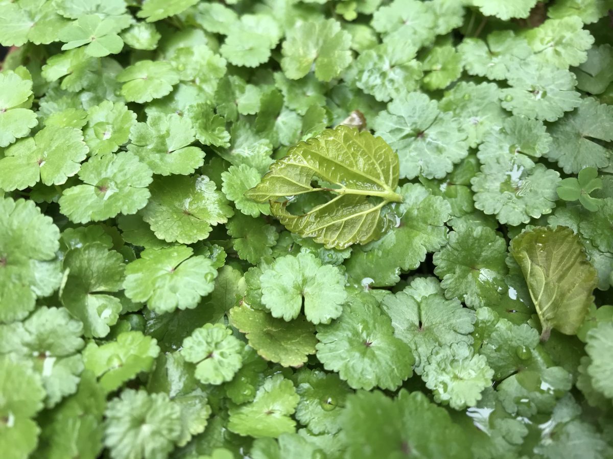 花盆