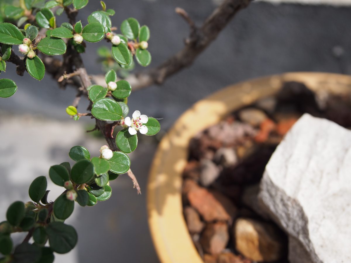 春季·阳光·栒子·开花