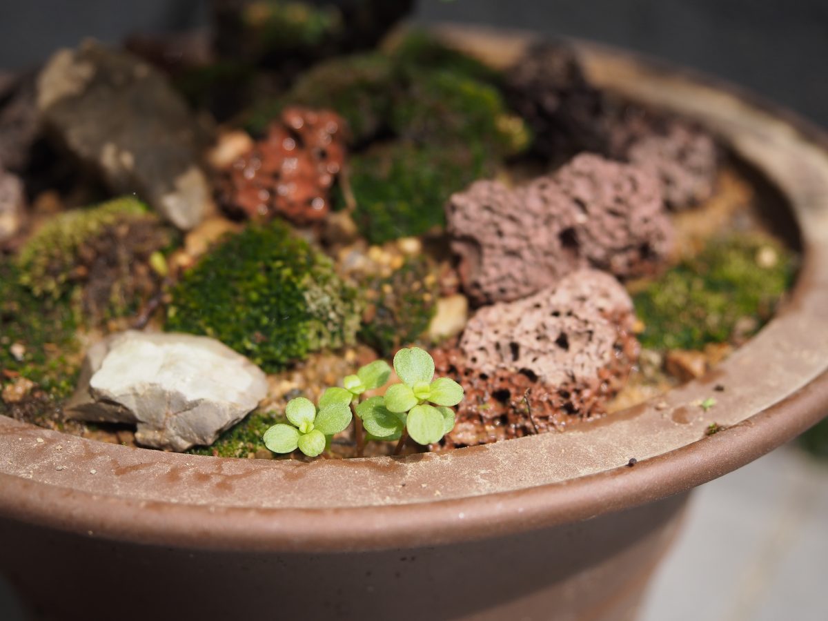 春季·阳光·花盆·小草·苔藓·石头