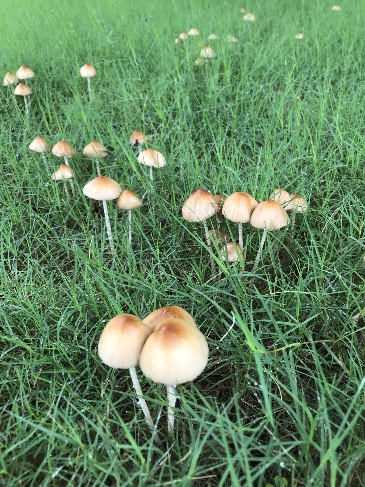 夏季·雨天·雨中的蘑菇🍄
