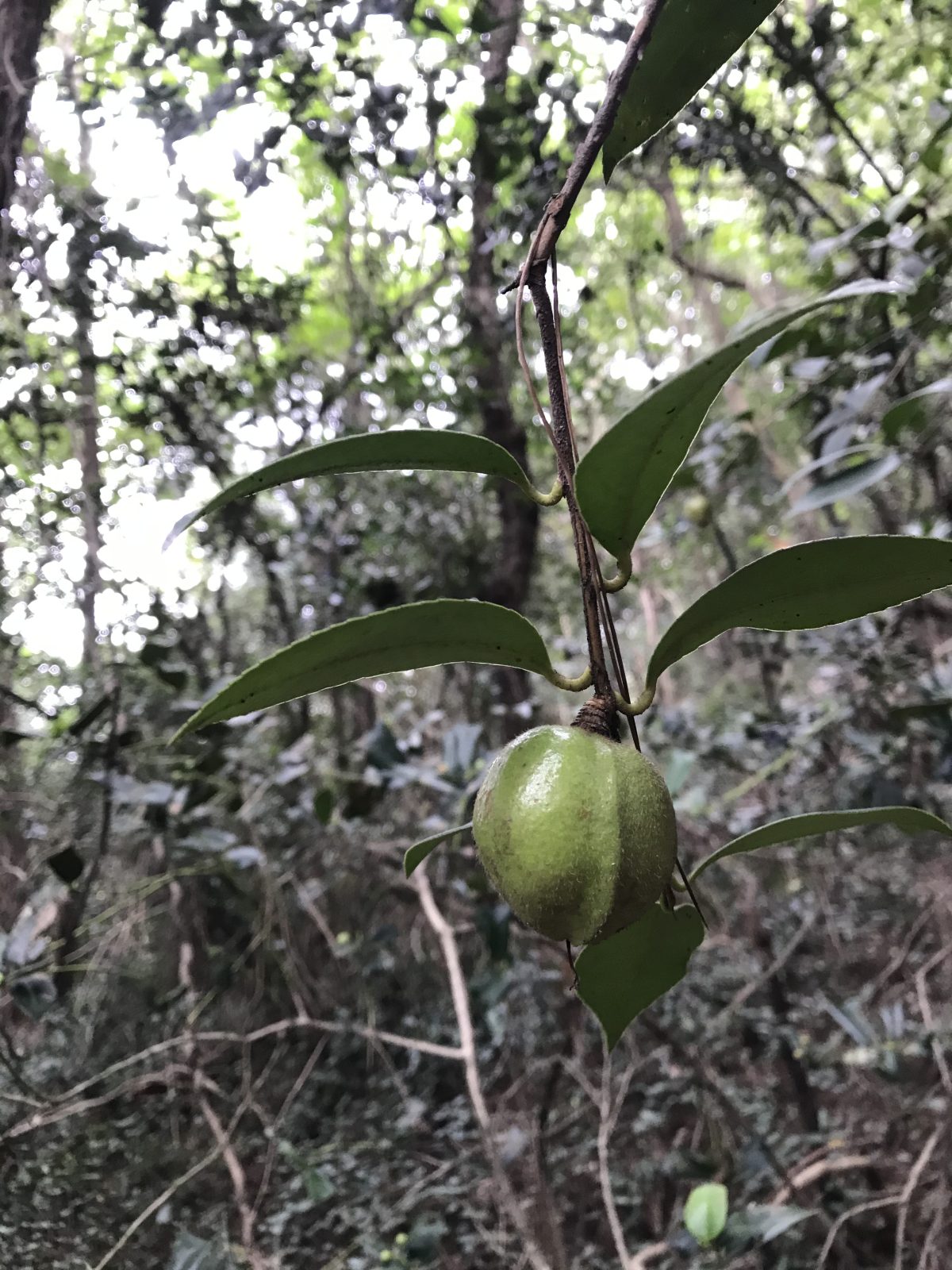 秋季·国庆假期·江苏·山核桃