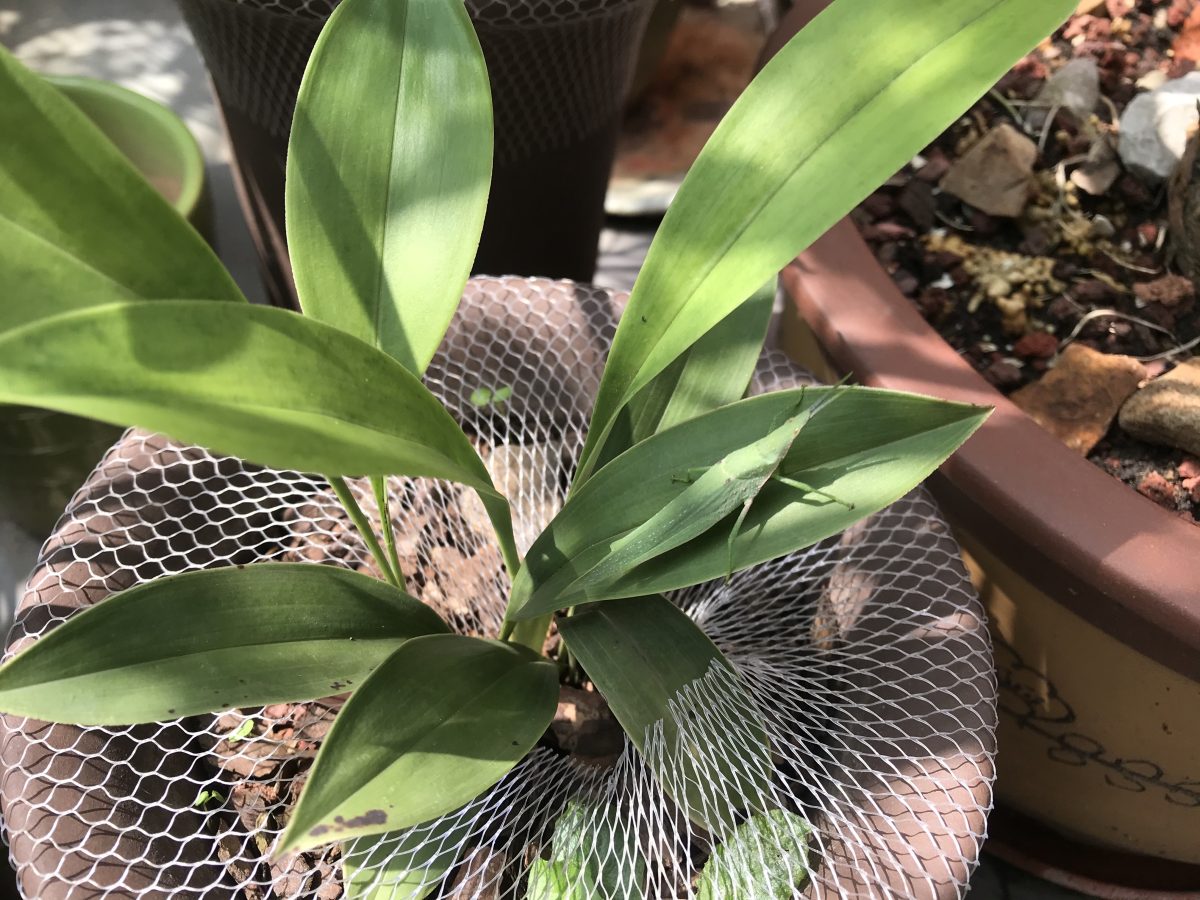 秋季·阳光·花盆·蚂蚱🦗
