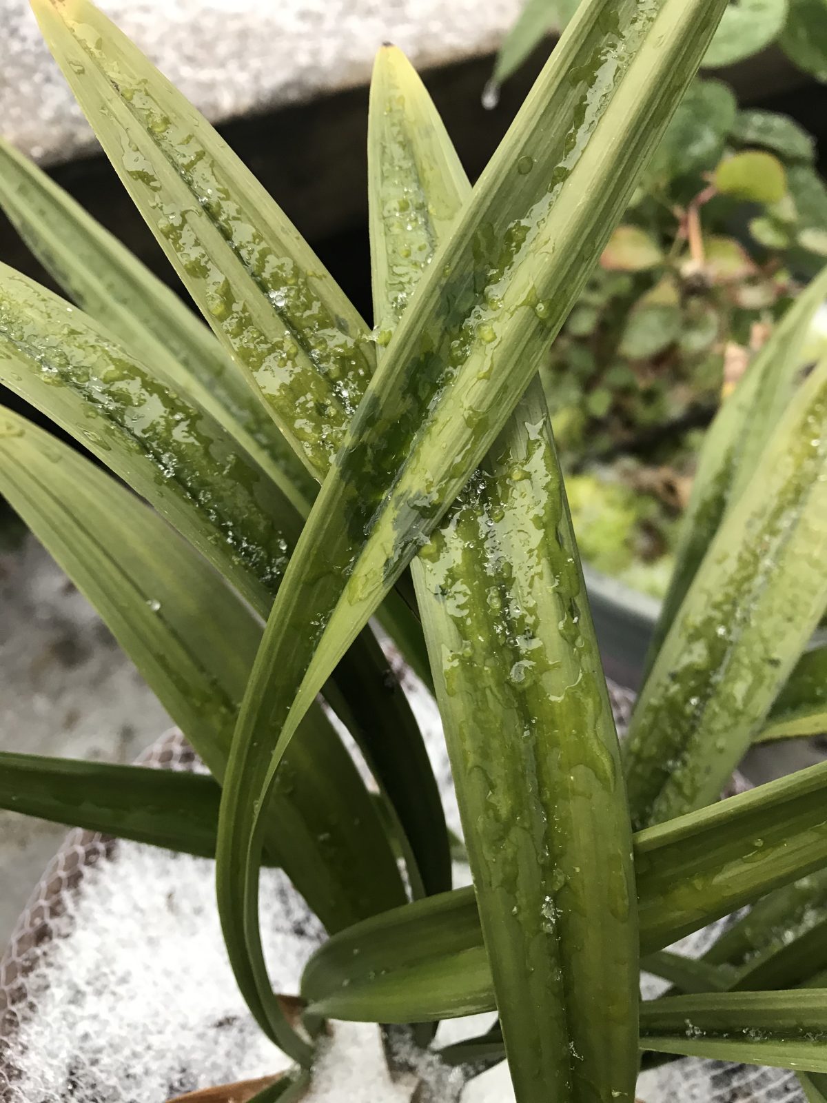 建兰君荷低温冻伤的叶片