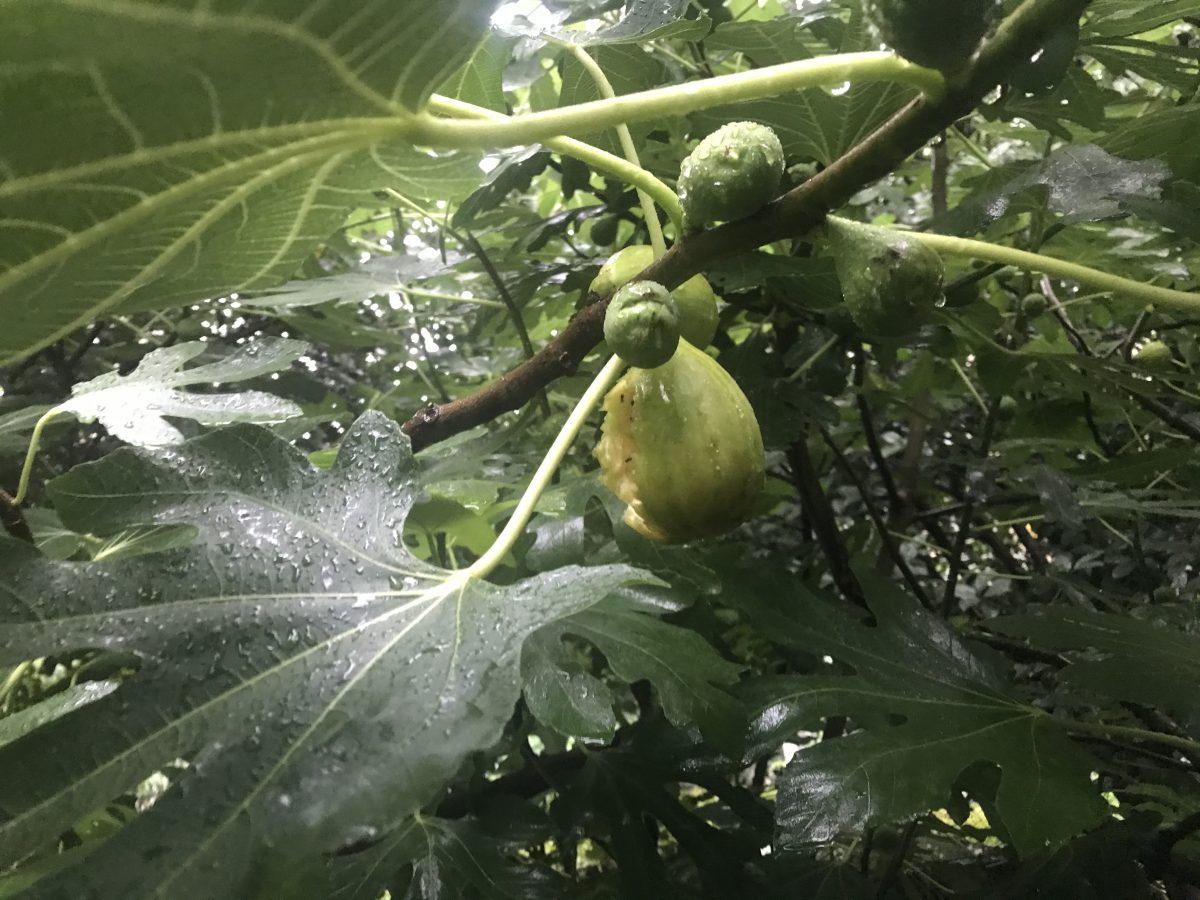 夏季·梅雨·果实·无花果