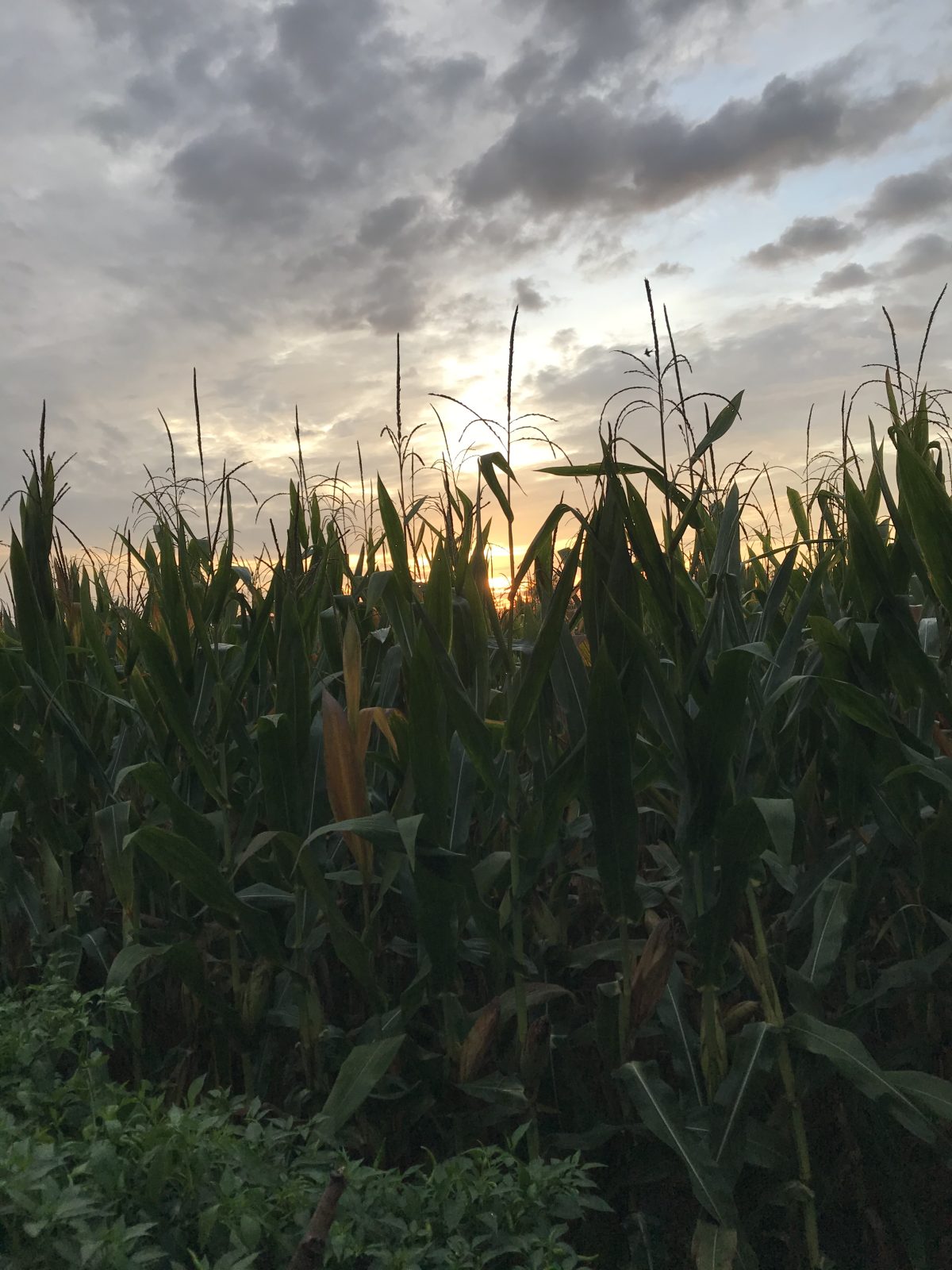 夏季·雨后清晨·晨光·玉米🌽