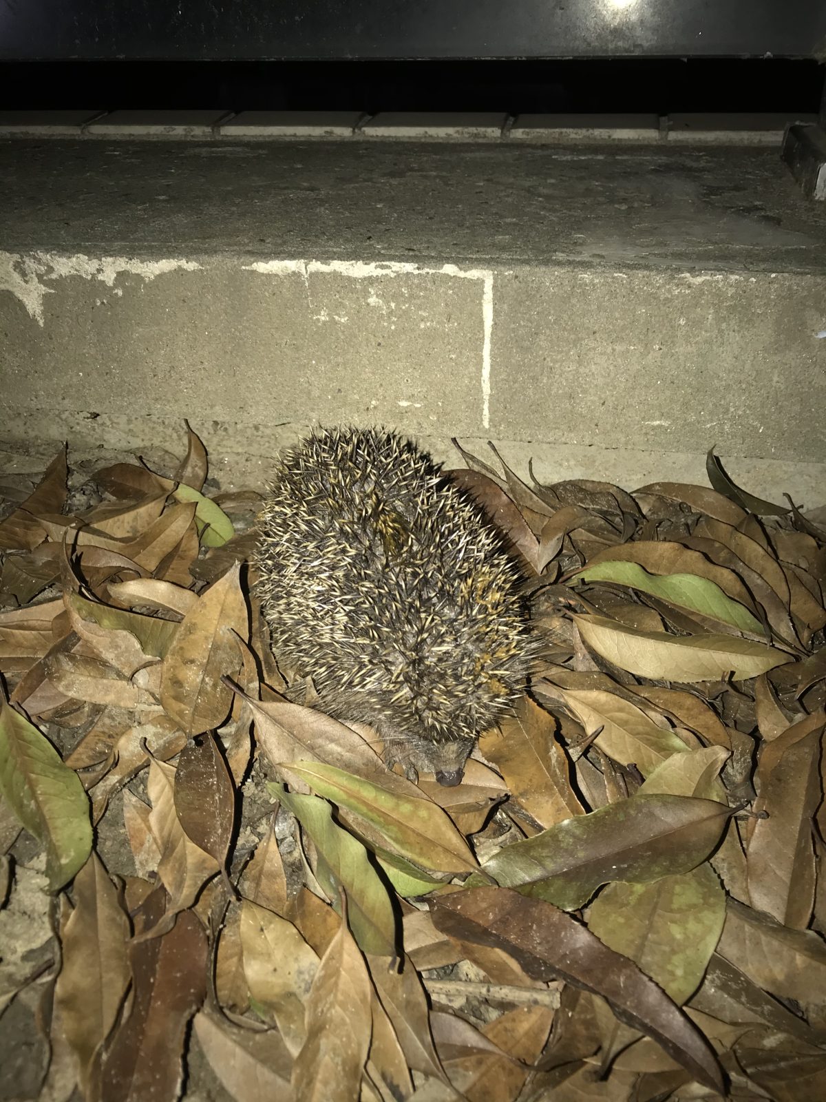夏天·夏季·夜晚·小动物·刺猬🦔
