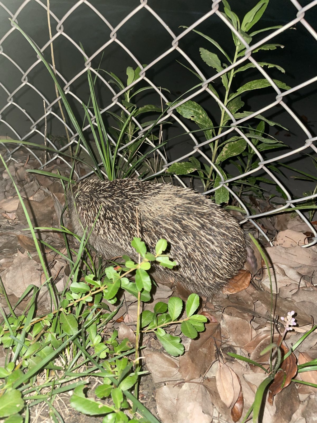 夏季·体育场·夜晚·跑步·野生动物·刺猬
