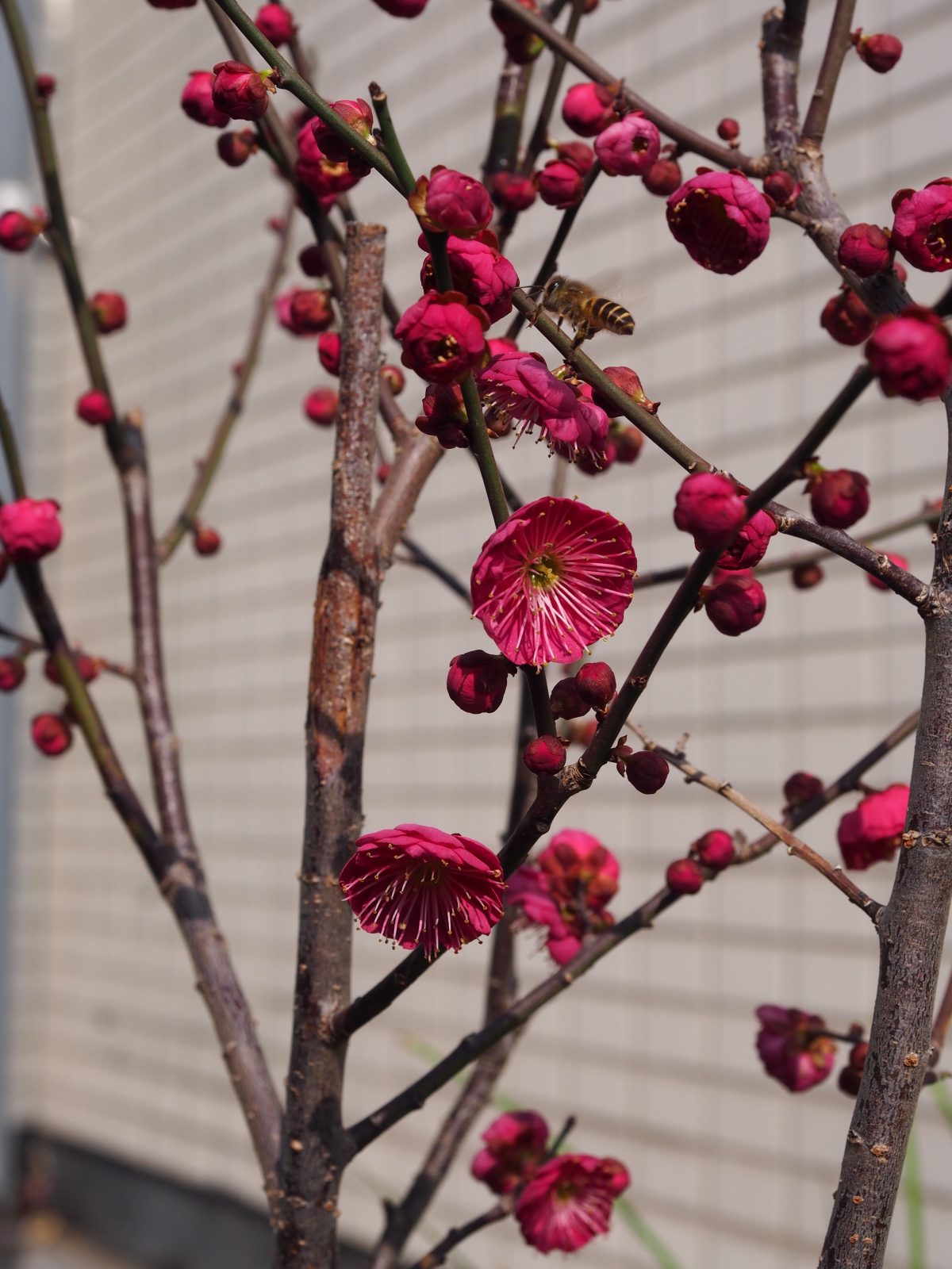 梅花·乌羽玉·开花