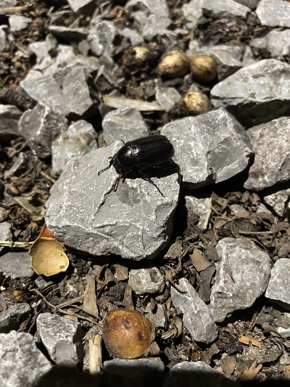 春季·夜晚·石头·昆虫·甲虫