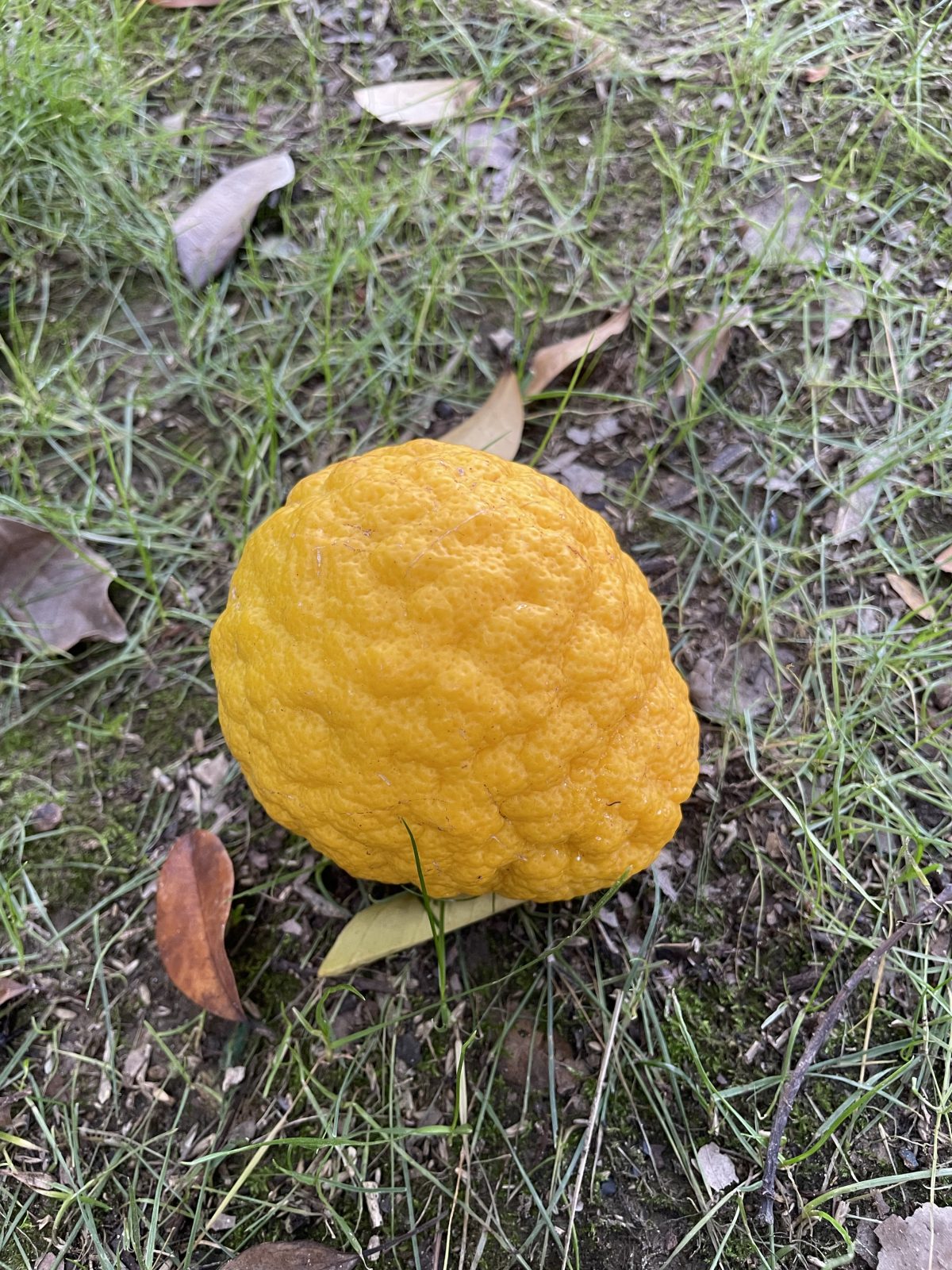 初冬·午后·公园·香橼