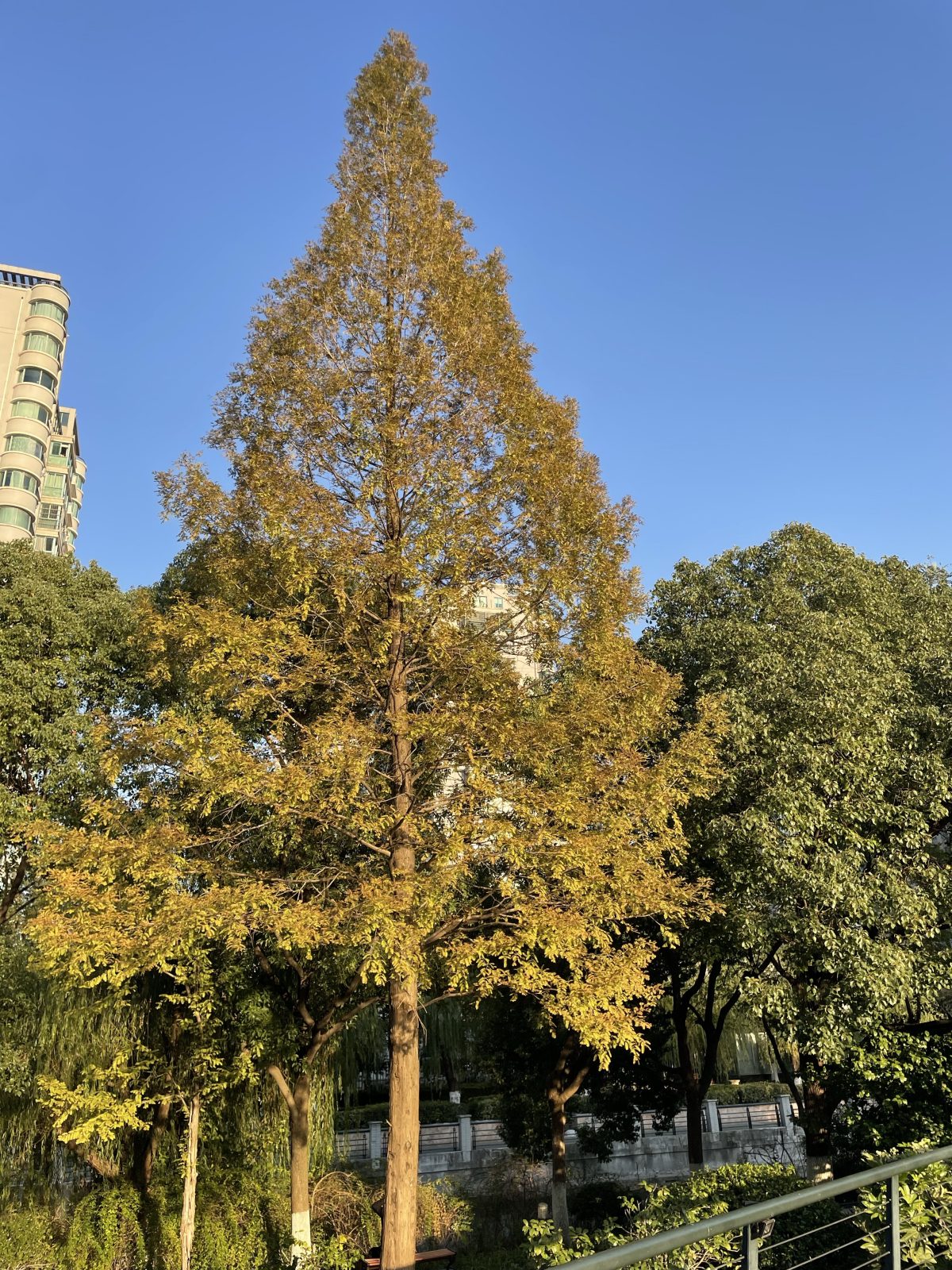 冬季·傍晚·阳光·夕照·水杉