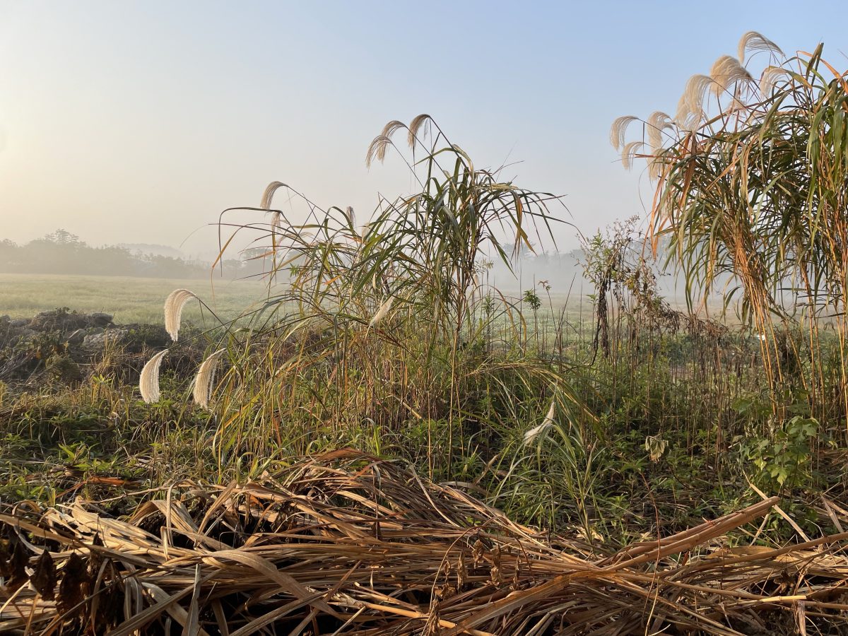 冬季·清晨·淹城遗址